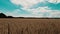 Relaxing Landscape in a Wheat Field - 5K