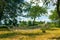 Relaxing lazy time with hammock in the green forest. Beautiful landscape with swinging hammock in the summer garden, sunny day