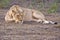 Relaxing Lioness