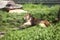 Relaxing lioness in the zoo