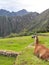 Relaxing llama in Machu Picchu