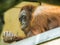 Relaxing orangutan close-up