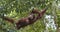 Relaxing orangutan in tree branches. Bornean orangutan (Pongo pygmaeus wurmmbii) in the wild nature.