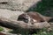 Relaxing River Otter Sleeping on a Fallen Log
