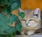 Relaxing sand cat