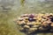 Relaxing scene with aquatic plants on the rocks of a pond with fish swimming underwater