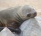 Relaxing seal