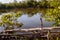 Relaxing view of the Mangrove preserves