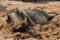 Relaxing warthog