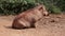 Relaxing warthog