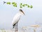 Relaxing White Wood Stork Bird on the lake in the winter