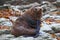 Relaxing wild seal