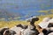 Relaxing, Zen Like View Including Stacks of Natural Rocks and a Lake during a Sunny Day