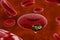 Release of malaria parasites from red blood cell