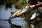 Releasing a freshwater snook