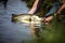 Releasing a freshwater snook