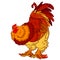 Reliable orange red rooster on white