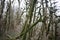 Relic forest consisting of yew and boxwood. Trees in the reserve.