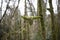 Relic forest consisting of yew and boxwood. Trees in the reserve.