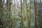 Relic forest consisting of yew and boxwood. Trees in the reserve.