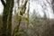 Relic forest consisting of yew and boxwood. Trees in the reserve