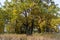 Relic oaks with lush crowns illuminated by the cold autumn sun.Beautiful ancient oak grove Golden autumn.