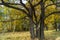 Relic oaks with lush crowns illuminated by the cold autumn sun.Beautiful ancient oak grove Golden autumn.