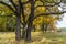 Relic oaks with lush crowns illuminated by the cold autumn sun.Beautiful ancient oak grove Golden autumn.