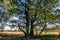 Relic oaks with lush crowns illuminated by the cold autumn sun.Beautiful ancient oak grove Golden autumn.