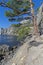 Relic pine on the coastal cliff.