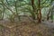 Relict forest on the slopes of the oldest mountain range of the island of Tenerife. Giant Laurels and Tree Heather along narrow