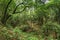 Relict forest on the slopes of the oldest mountain range of the island of Tenerife. Giant Laurels and Tree Heather along narrow