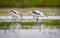 Relict gull (Ichthyaetus relictus) drinking from the swamp