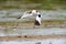 Relict gull (Ichthyaetus relictus) flying over the swamp