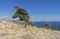 Relict juniper tree against a blue cloudless sky. Crimea.