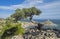 Relict juniper tree on a cliff above the sea. Crimea.