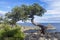 Relict juniper tree on a cliff above the sea. Crimea.