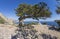 Relict juniper tree on a mountain top. Crimea.