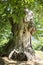 Relict oak in the mountainous region of Tuscany, Italy, not far from the Camaldoli monatery