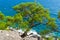 Relict pine on a rocky seashore against the backdrop of the sea.