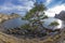 Relict pine tree on the sea shore. Crimea.