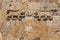 Relief on the Lions Gate, entrance to the Muslim quarter of the Old City in Jerusalem, Israel