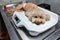 Relief pet dog toy poodle resting on treatment table after wound on belly is treated and dressed by vet doctor