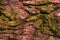 Relief texture of pine bark with green moss. Panoramic photo of a wood texture in the rays of the sun, an idea for a banner or