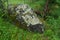 Relief and texture of stone with patterns and moss. Natural background. Boulders covered with greenery in the forest