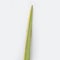 Religion image of Jewish festival of Sukkot. Traditional symbol one of the four species: lulav. white background