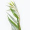 Religion image of Jewish festival of Sukkot. Traditional symbol one of the four species: willow arava. white background