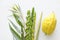 Religion image of Jewish festival of Sukkot. Traditional symbols The four species: Etrog, lulav, hadas, arava. white background