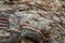 Religious carvings on limestone rock in sacred Kaw Goon cave