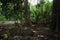 religious holy stone artifact in the middle of the tropical rainforest jungle with historic meaning